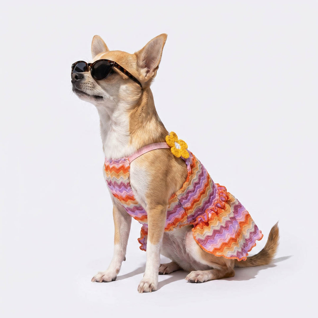 Chihuahua wearing a wavy striped dog summer dress paired with a sunglasses