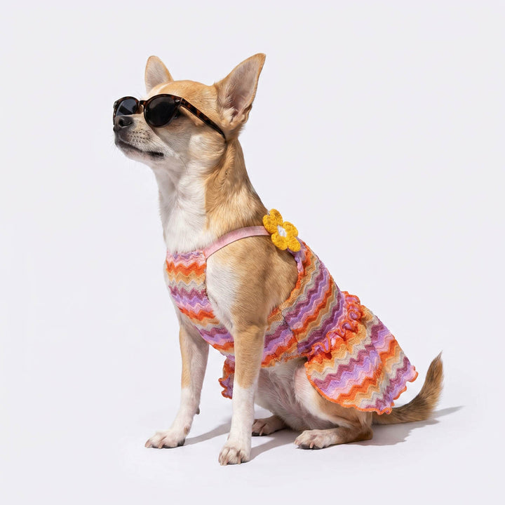 Chihuahua wearing a wavy striped dog summer dress paired with a sunglasses