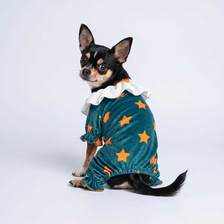 Small Chihuahua wearing a teal velvet dog Halloween costume with orange stars and a white ruffled collar