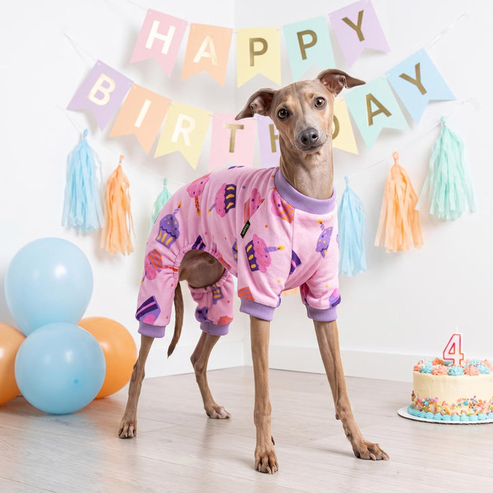 Small dog wearing pink cupcake-print dog onesiein a decorated birthday room with a 'HAPPY BIRTHDAY' banner, balloons, and a birthday cake