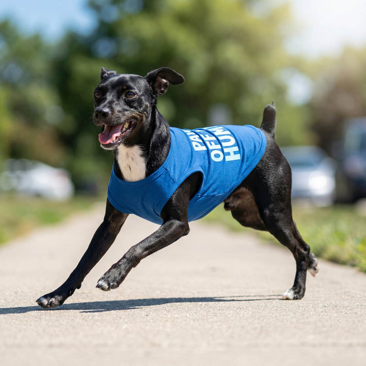 Dog running outdoors in a breathable blue dog shirt