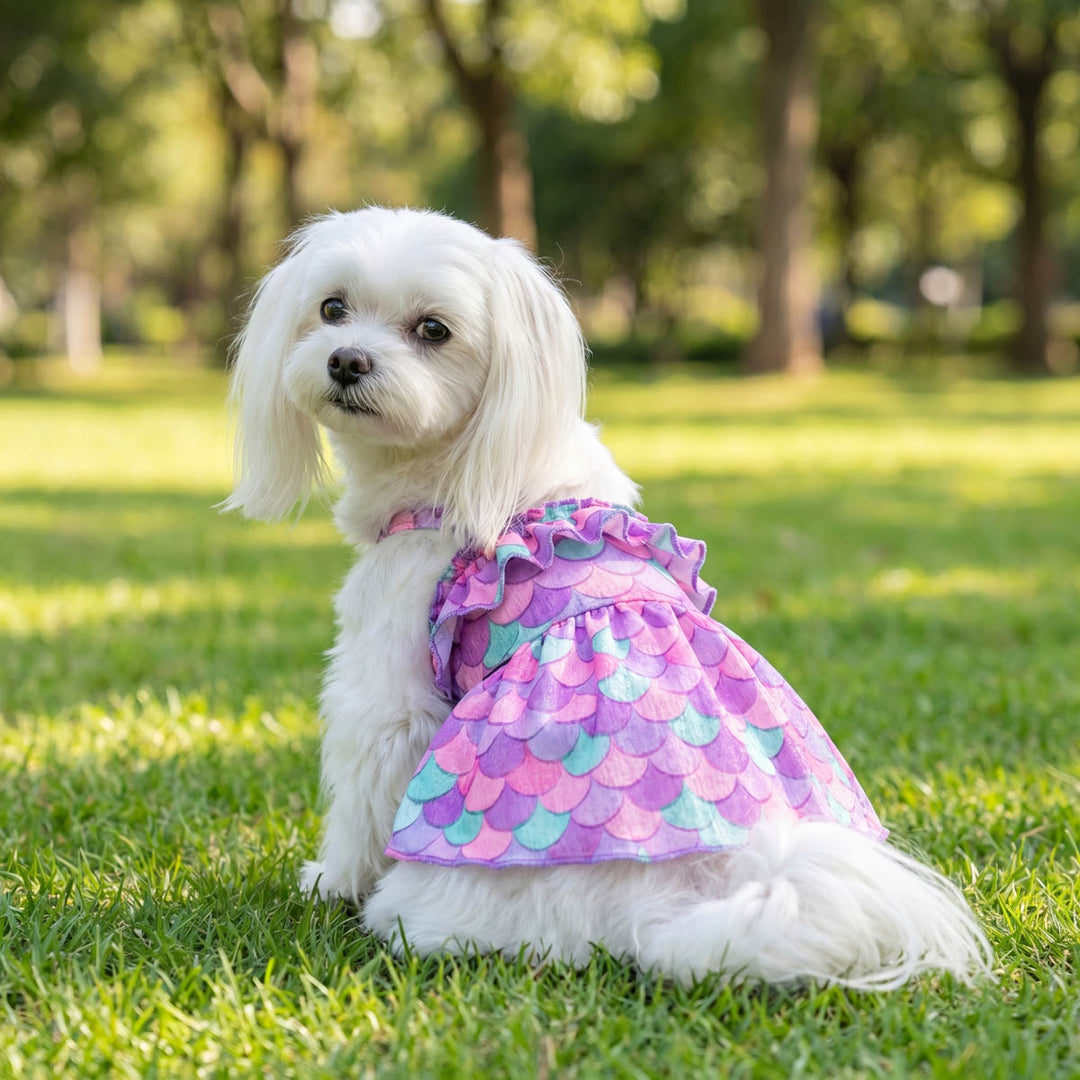 White dog sitting on the grass and wearing a purple mermaid dress for dogs
