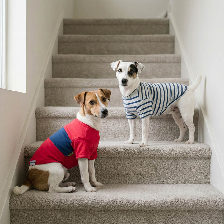 Two dog standing on stairs and wearing color block and striped dog t shirts