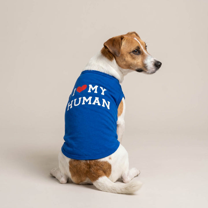 Dog wearing a blue dog tshirt with 'I love my human' lettering on a beige background