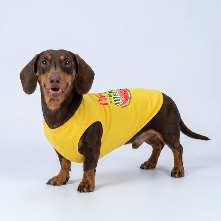 Dachshund wearing a fruit-themed dog tshirt on a white background