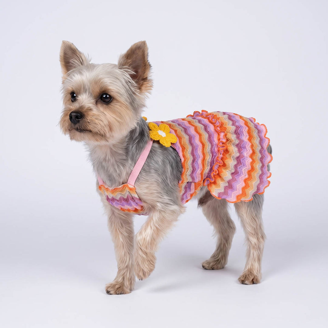 Yorkie walking on a white background with a dog dress with wavy stripes