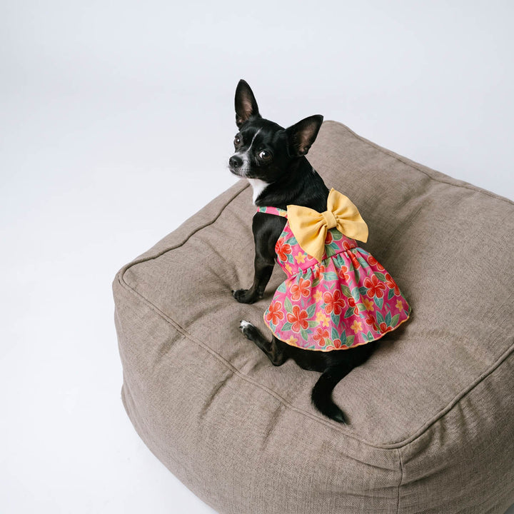 Chihuahua sitting on a sofa with a bowknot floral dress for dogs