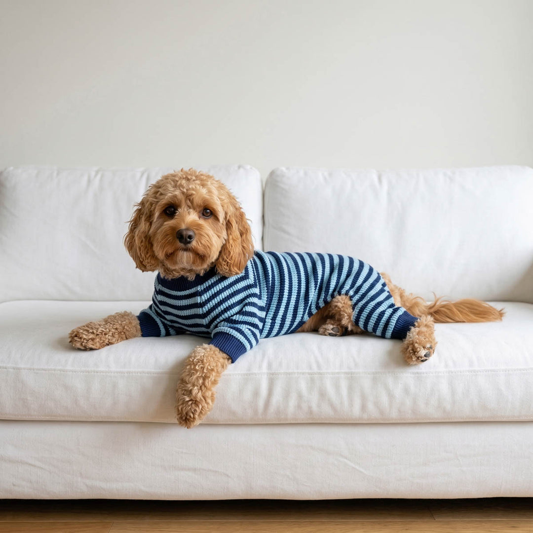 Small tan dog wearing a blue striped pajamas for dogs, lying on a white sofa in a bright, neutral room