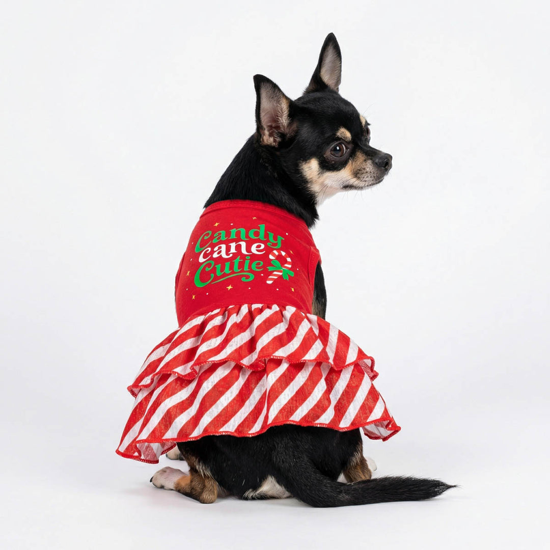 Small Chihuahua dog wearing a red Christmas-themed dress for dog with 'Candy Cane Cutie' in green and white lettering, paired with a red and white striped ruffled skirt