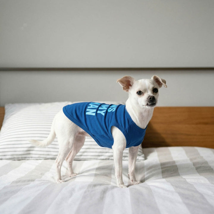 Small wearing a blue shirt for dogs and standing on bed