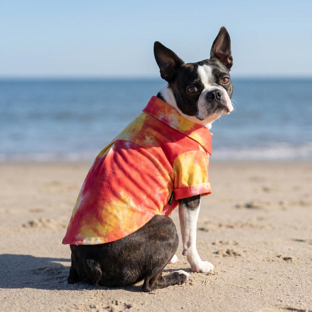Dog sitting on the beach in a tie dye dog t-shirt