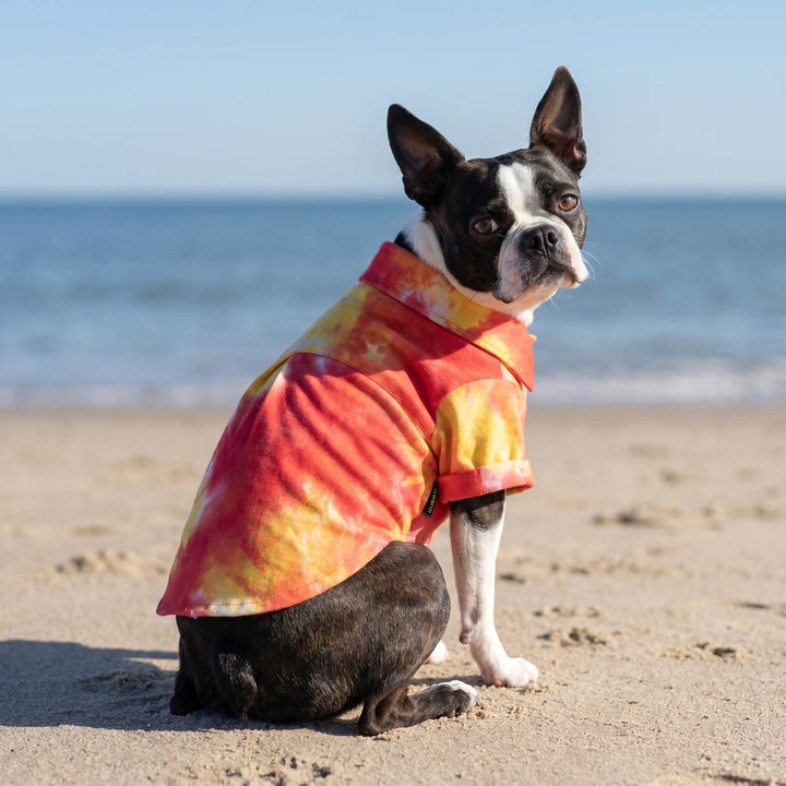 Dog sitting on the beach in a tie dye dog t-shirt