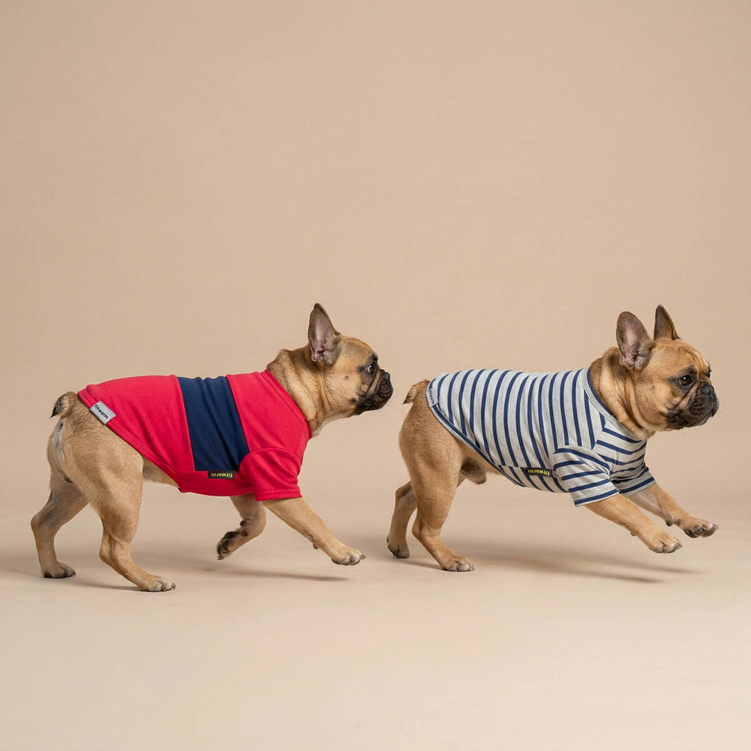 French Bulldog running in a beige background with a summer dog t-shirt
