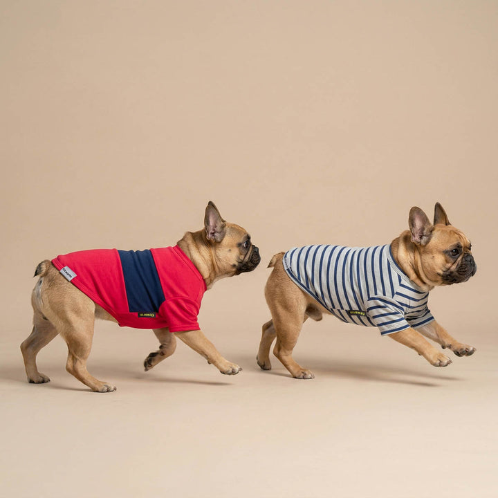 French Bulldog running in a beige background with a summer dog t-shirt