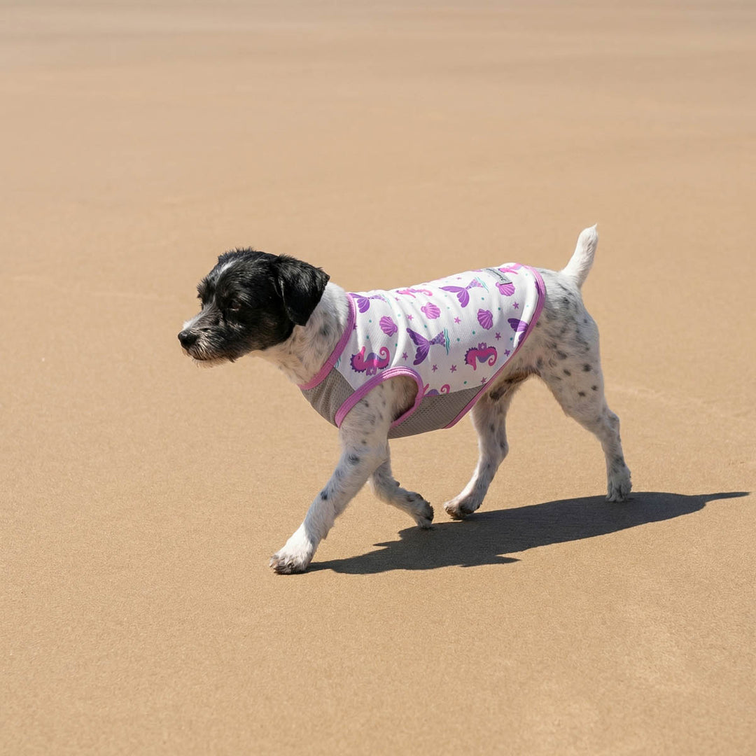 Dog wearing  purple and white patterned dog UV shirt with mesh fabric walking on beach