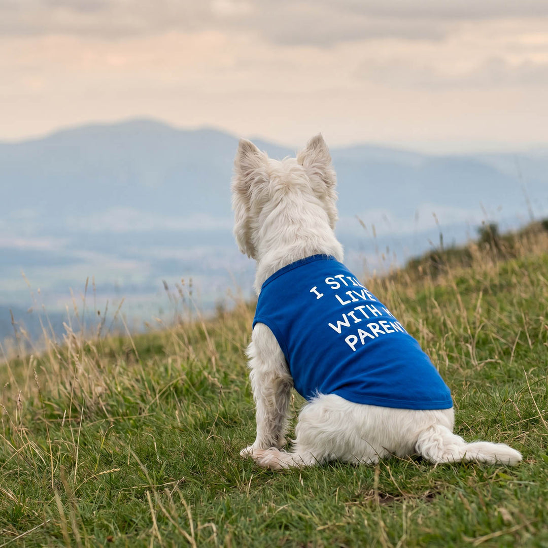 Small dog sitting on the grass with a blue dog tshirt in 'I still live with my parent' lettering