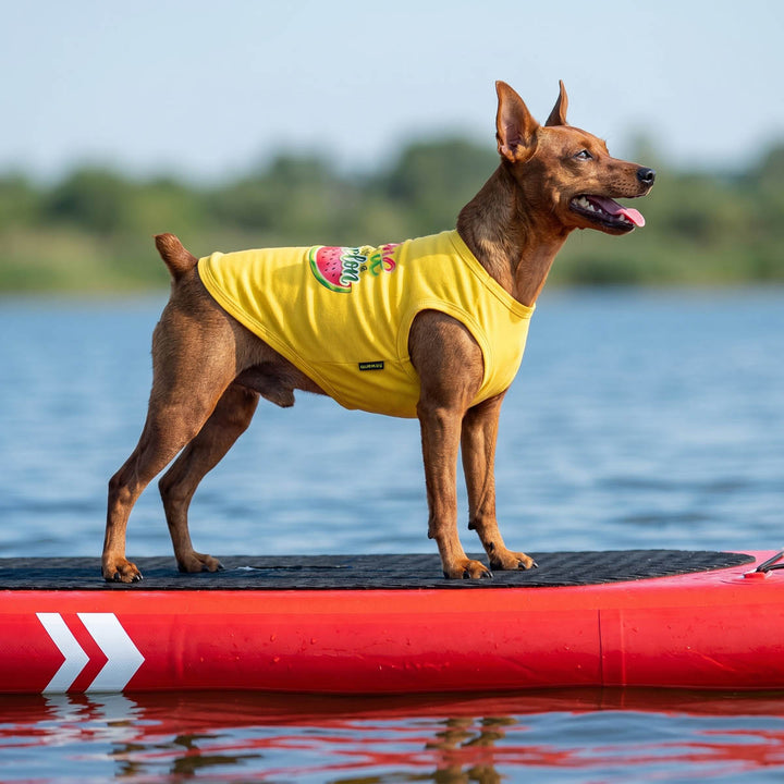 Small dog standing on a paddleboard with a yellow dog tank top
