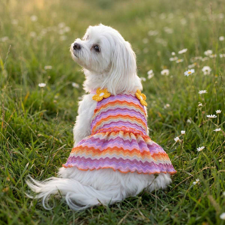 Back view of Maltese in a sweet dog summer dress with two flowers