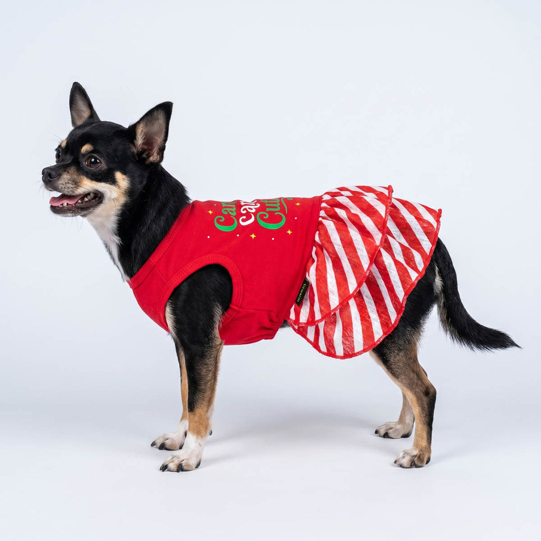 Small black and tan dog wearing a red holiday-themed dog tutu dress with a red and white striped skirt, photographed against a seamless light gray studio background