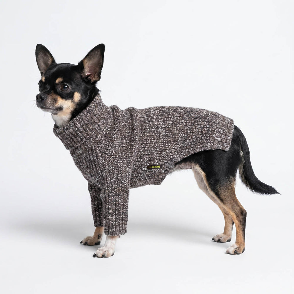 Chihuahua standing on a white background   with a cozy dog knitted sweater