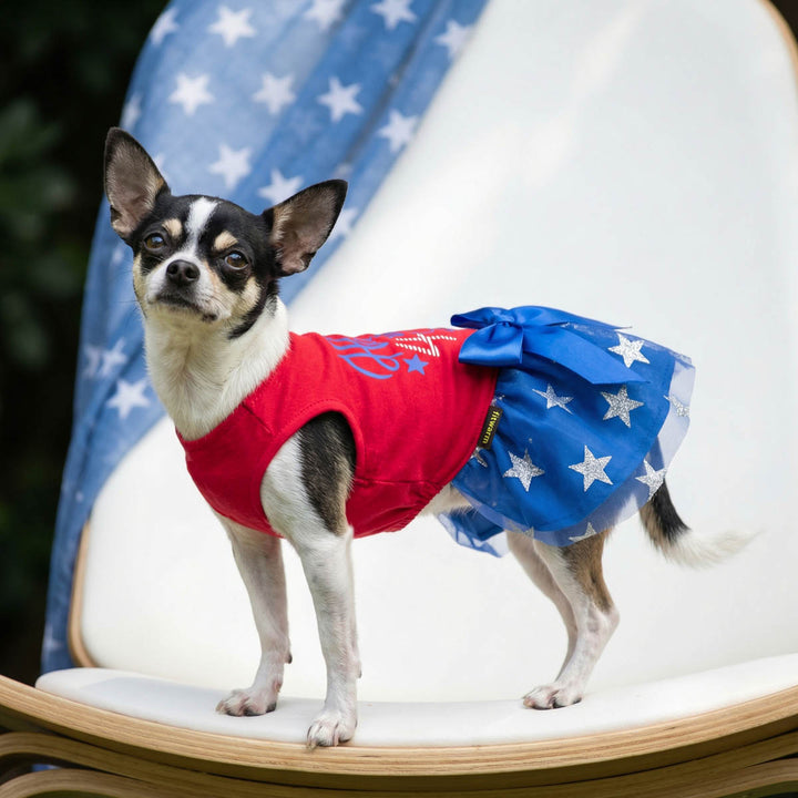 Chihuahua wearing a 4th of July dog dress, decorated with a bow and star