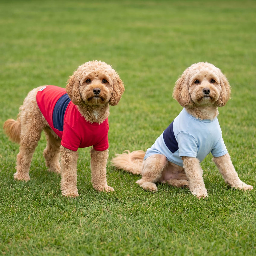Two dogs wearing red and blue color shirt for dogs on the grass