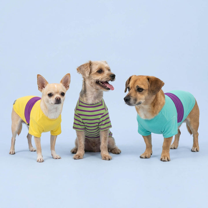 Classic 3 pack summer dog t-shirt on three dogs which in a blue background