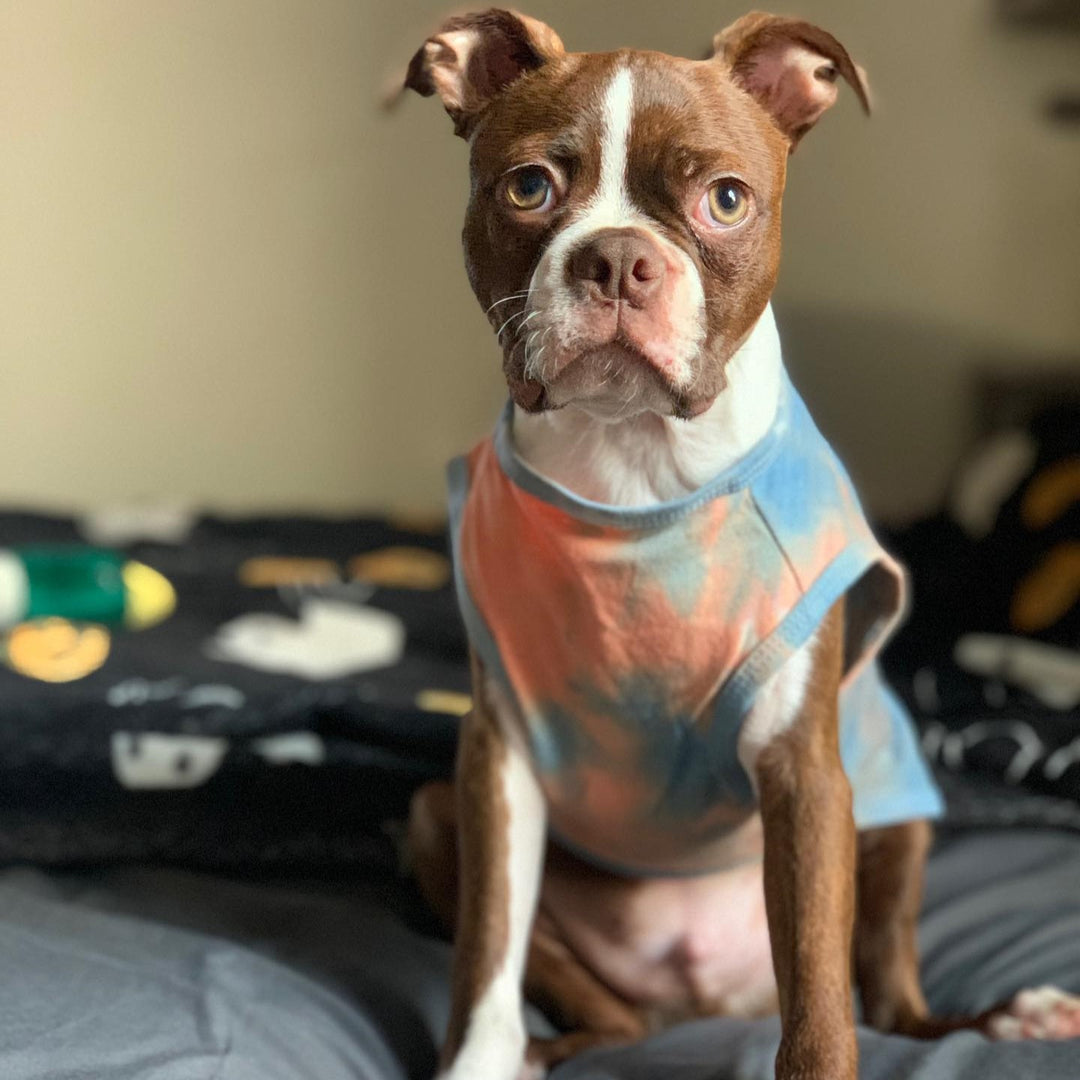 Boston Terrier Shirt - Boston Terrier Clothes - Fitwarm
