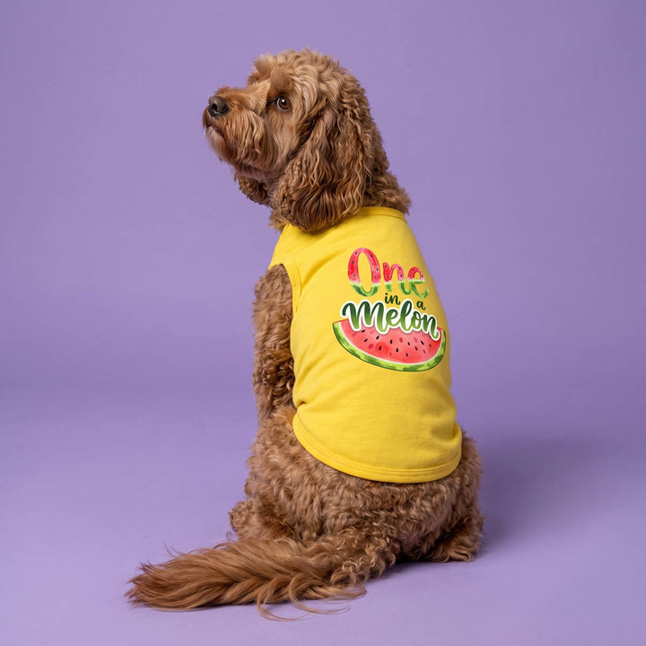 Dog looks back in a yellow dog t shirt with 'One in a melon' lettering