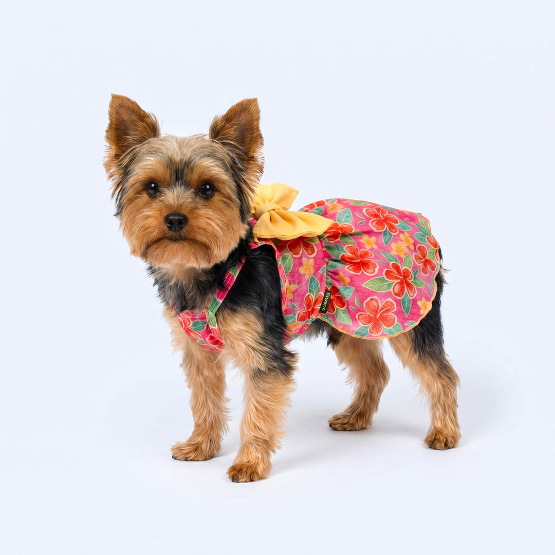 Hawaiian floral dog tutu worn by a Yokrie standing on a white background
