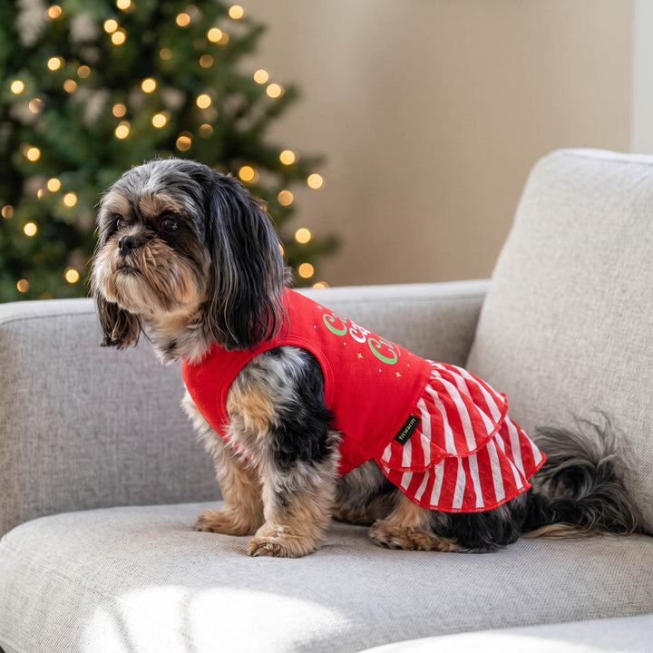 Small Shih Tzu dog sits on a light gray sofa wearing a red holiday-themed dog tulle dress with white stripes and a red top