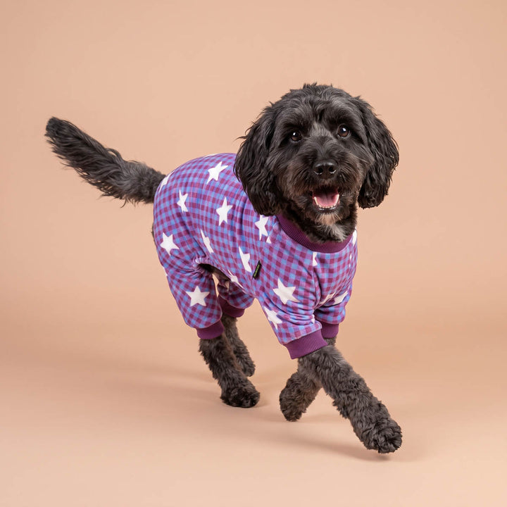Small dog running on the orange background with plaid dog pajamas 