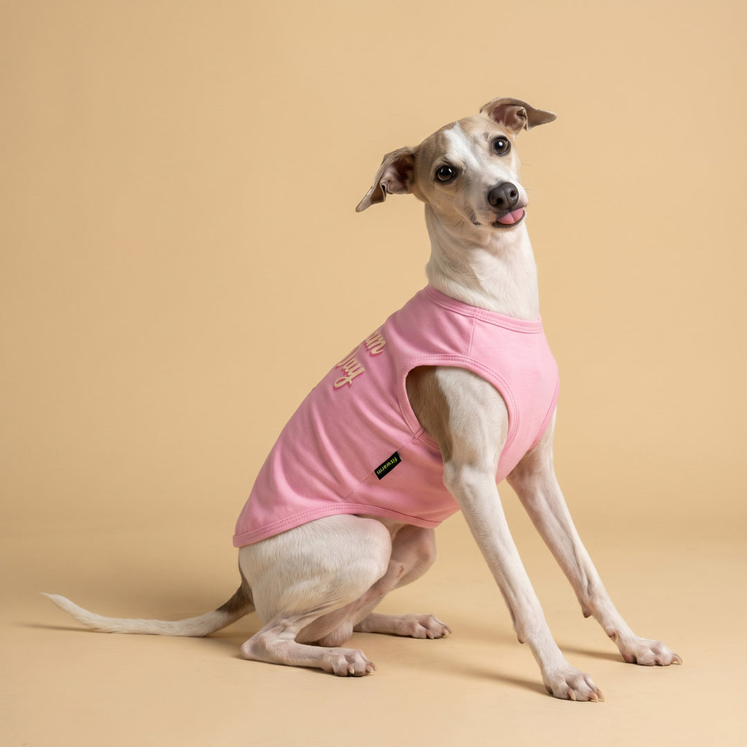 Dog sitting in a beige background with a pink dog tank top