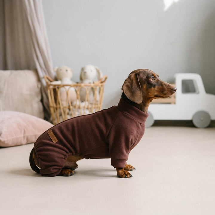 Dachshund sitting indoors with a cozy dog fleece pajamas