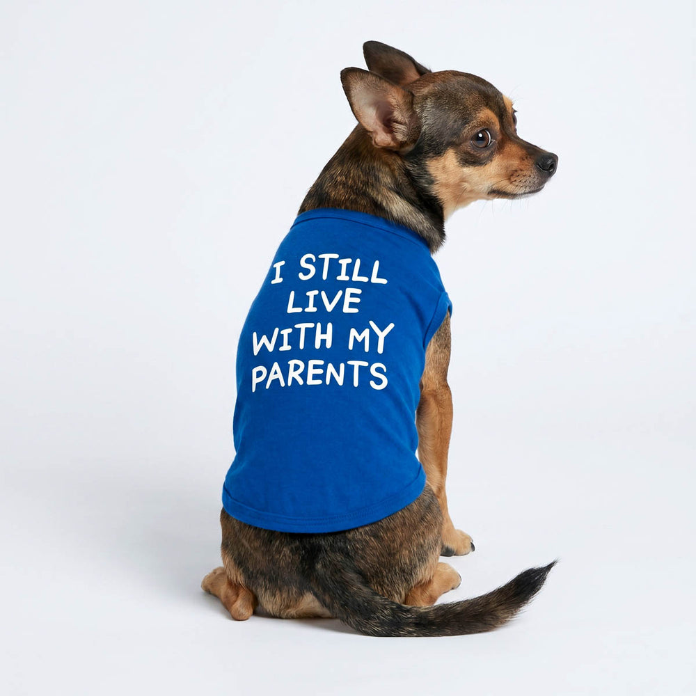 Back view of Chihuahua wearing a blue dog tank top with ' I still live with my parents' lettering