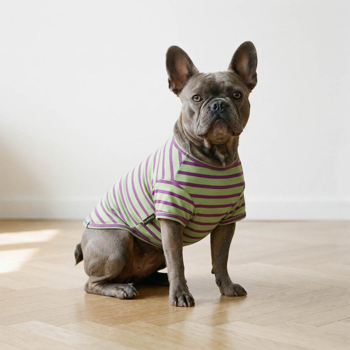 French Bulldog sitting on the floor with green and purple dog shirt