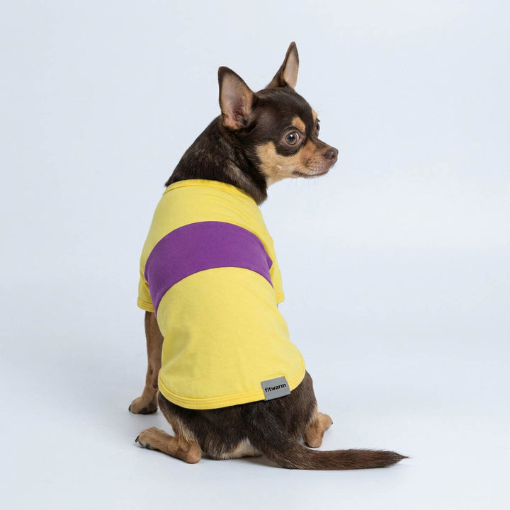 Back view of Chihuahua wearing a yellow and purple color block dog shirt