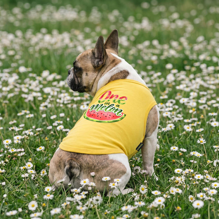 Back view of small dog sitting on a grass with a summer shirt for dogs in 'one in a melon' lettering