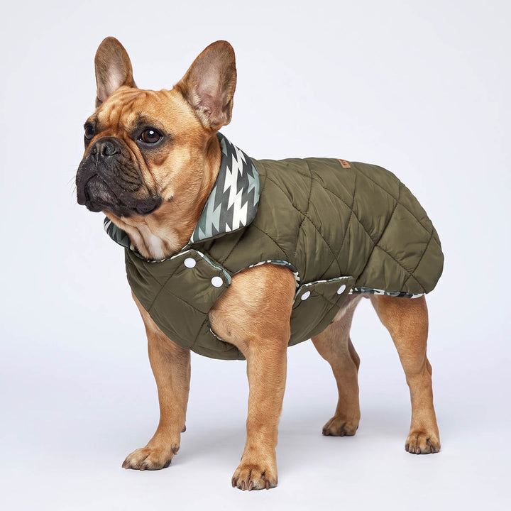 French Bulldog wearing an olive green quilted dog coat with a patterned collar, standing against a light gray studio background