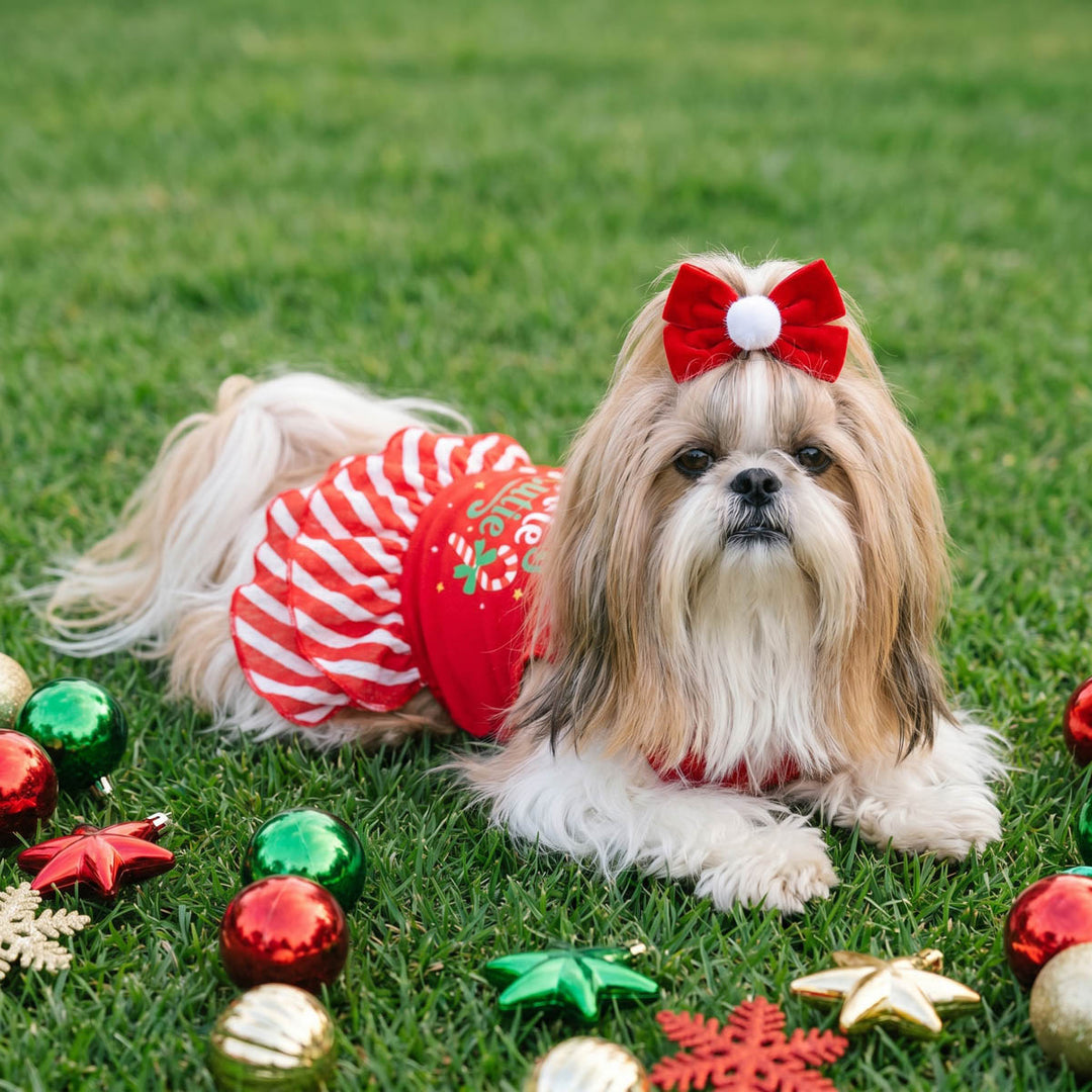Small fluffy dog lying on green grass wearing a red and white dog Christmas dress in a red bow with a white pom-pom