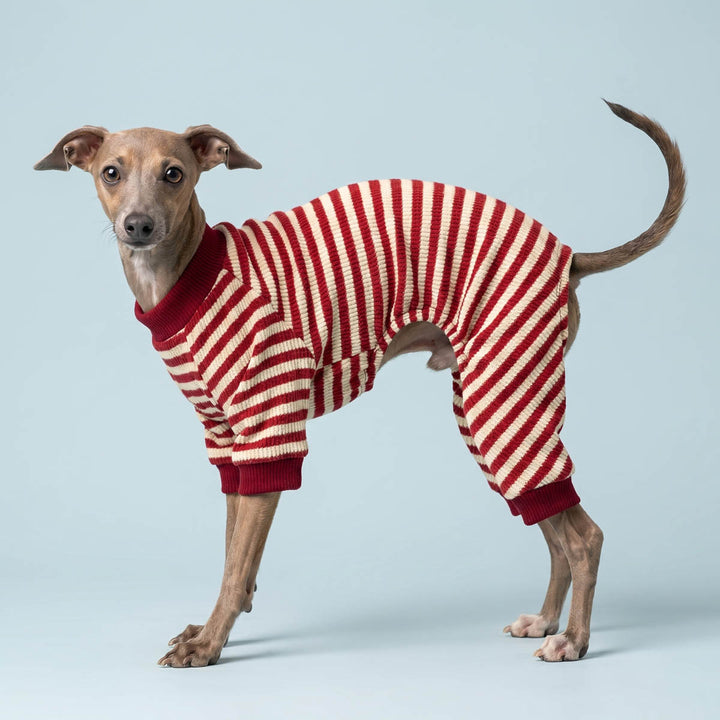 Greyhound standing on a blue background with a red and white striped dog onesie
