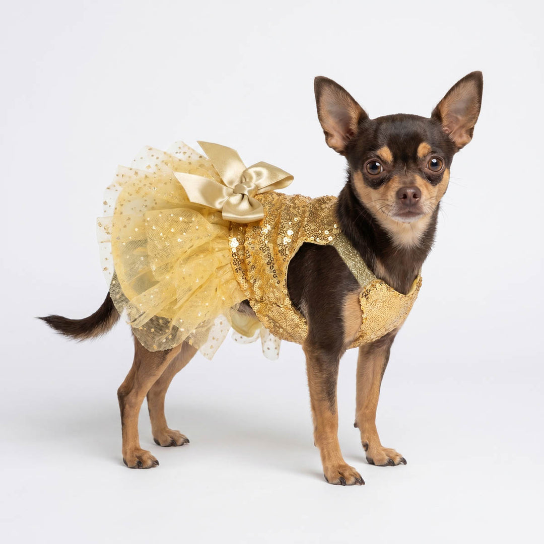 Small Chihuahua standing in a white background with a sparkly dress for dogs