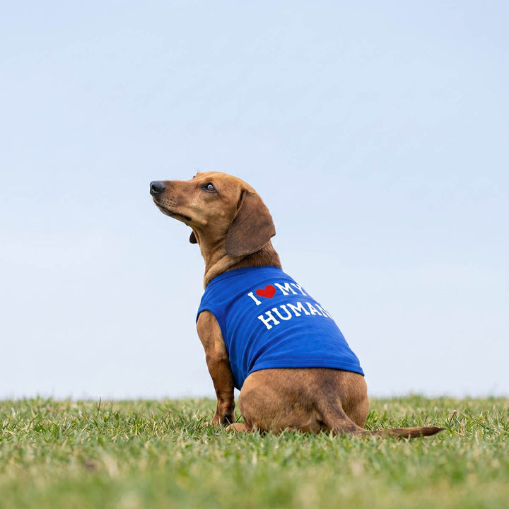 Dachshund sitting on the grass with a I love my human dog t-shirt