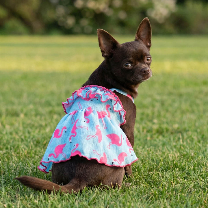 Small dog sitting on the grass in a dog Hawaiian dress with flamingo prints