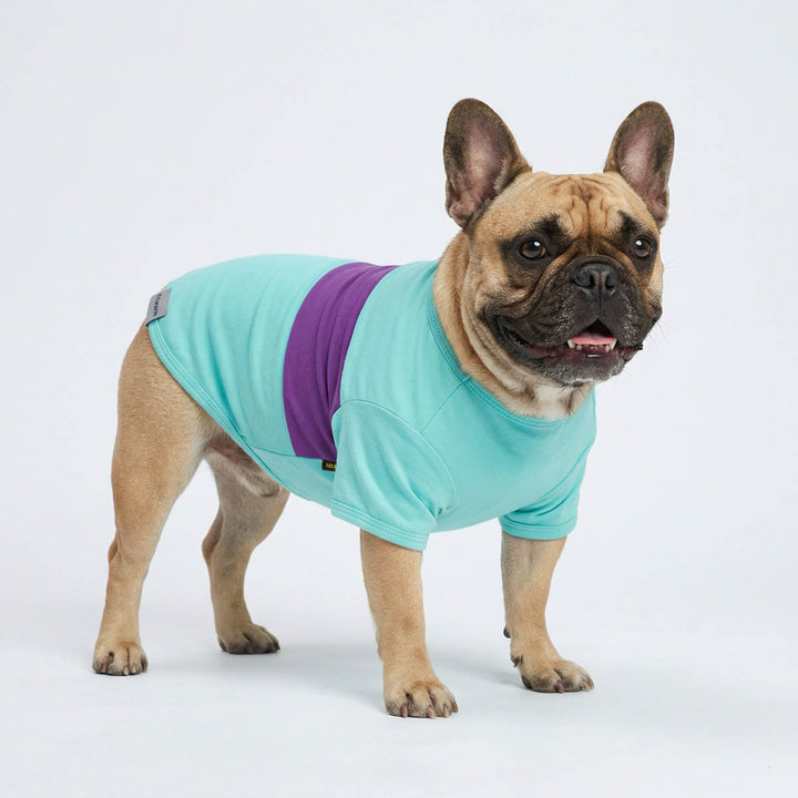 French Bulldog in a classic summer color block dog tshirt