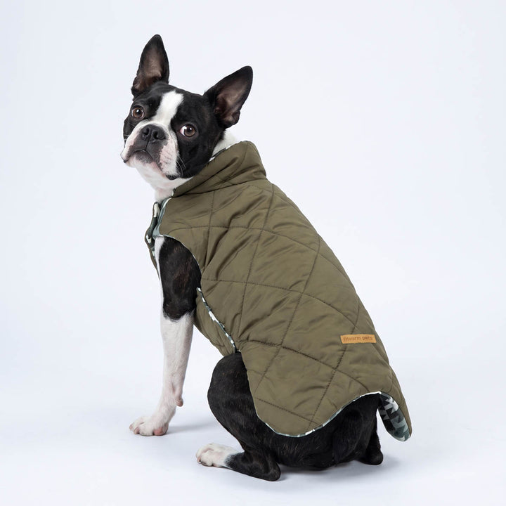 Boston Terrier wearing an olive green quilted winter coat for dogs with a high collar, photographed against a seamless white studio background