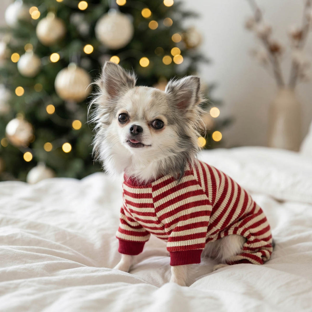 Chihuahua sitting on the bed with a striped pajamas for dogs