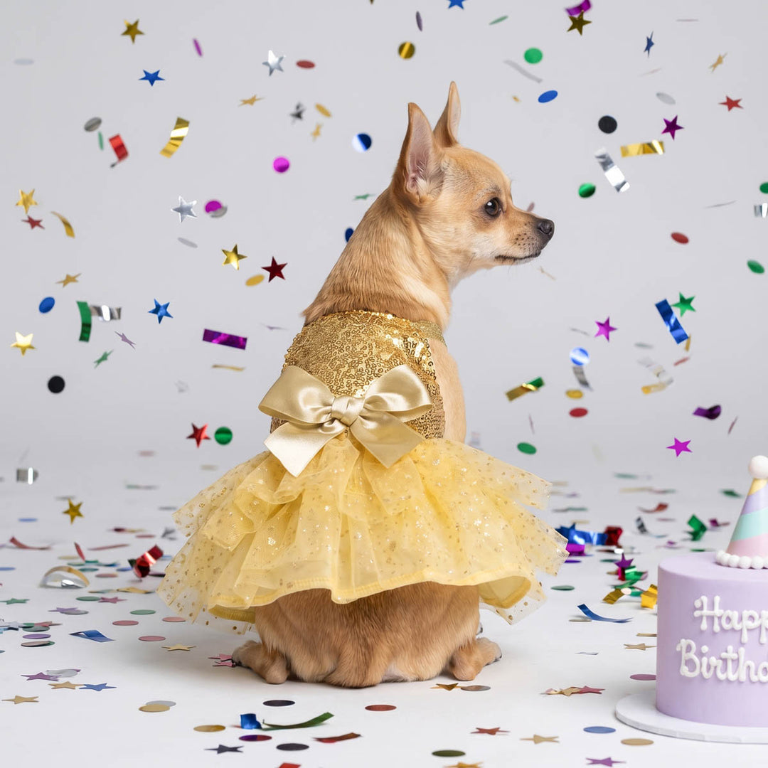 Dog in a yellow dress for dogs with confetti and a 'Happy Birthday' cake in the background