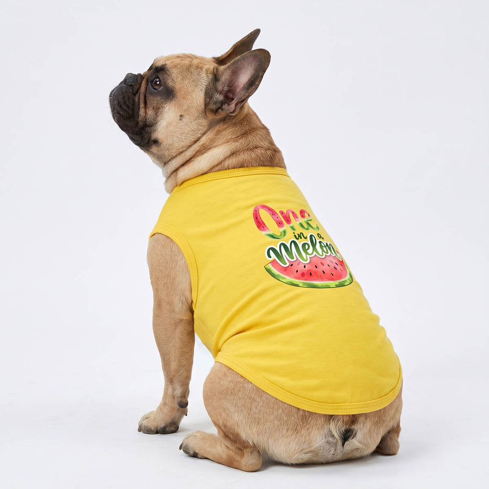 Dog wearing a yellow dog t-shirt with a watermelon design on a white background