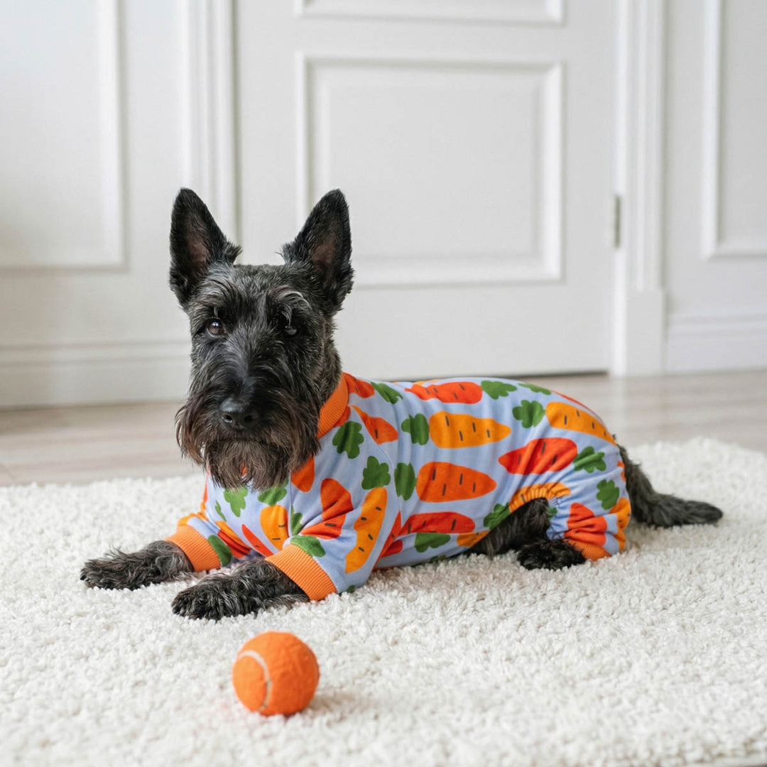 Schnauzer wearing a colorful carrot-patterned dog onesie on a carpeted floor with a tennis ball beside it